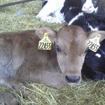 Baby-Calf.jpg