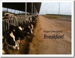 happy-cows-beakfast