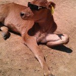 California-Calf.jpg
