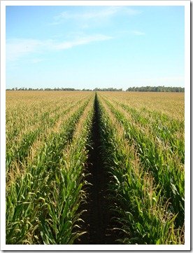 California Corn Field