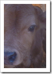 Baby Jersey Calf Eyes