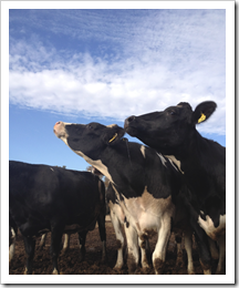 Cows searching the skies