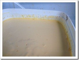 Colostrum
