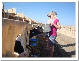 Feeding the baby calves