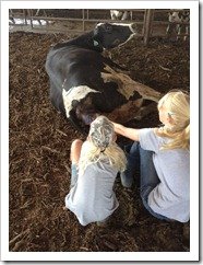 Helping deliver the baby calf