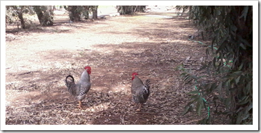 Roosty and Rousty bffs