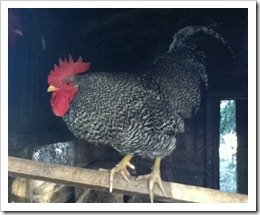 Roosty the rooster