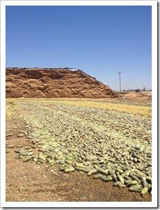 Pickles for the Cows