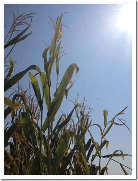 California Corn