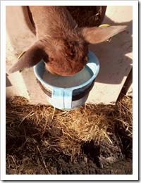 Baby calf drinking milk