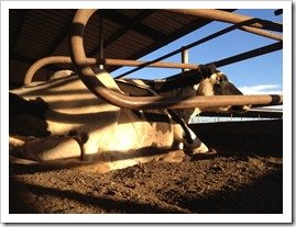 Milk doesnt have pus