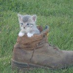 Meet the Other Dairy Pets!