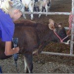 Getting Ready for the Local County Fair!