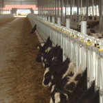 A New Home: Christmas Comes Early for our Baby Calves