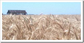 California Agriculture