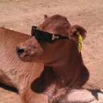 Dairymen have Mercy for Animals!