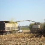 Growing Corn for the Cows to Eat