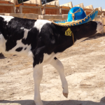 The Calves Celebrate Cinco de Mayo 