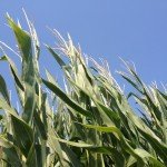 The 2012 Drought and its Affect on California Dairy