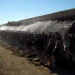 Keeping Cows Cool and Comfortable