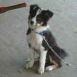 Need a Creative and Unique Name for Your Pet