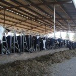 The Complex Science Behind Feeding Cows