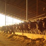 How do you tell Cows Apart?