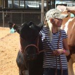 Showing Cows at the Local County Fair