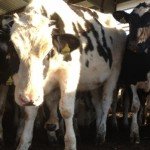 A Fresh Start: 3 ways Dairy Moos will be improved in 2012
