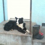 Chase our Border Collie, an invaluable worker at the dairy