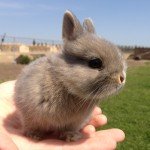 The Easter Bunny Really does Exist!