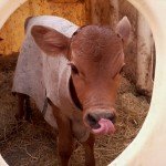 Baby Calves Wear Coats!