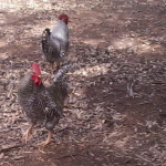 The Farm Roosters