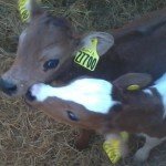 How many Babies do cows have?