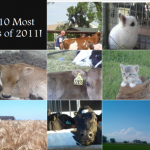 The 10 Most Popular Blog Postings of 2011!