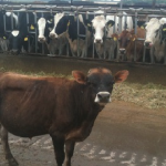 Rebellious Wubbzy keeps things interesting!