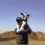 Baby Calf Care on the Dairy