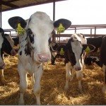 Calves Moove in with Friends