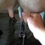 Ever Wonder How Cows are Milked