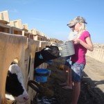 How the Baby Calves are Treated at the Dairy Farm
