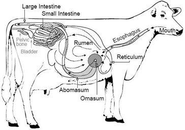 Stomach Compartments of the cow