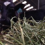 How Dairies Raise Heifers
