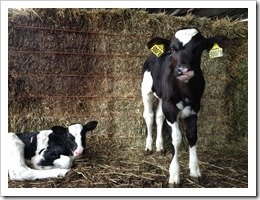 Baby Calves
