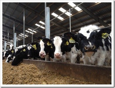 Heifer Calves Eating