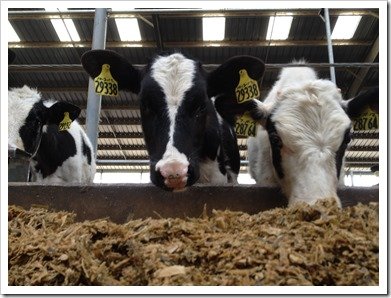 Two Holstein Heifers 