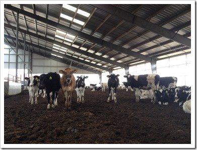 Herd of Heifer Calves