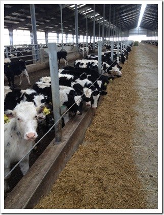 Curious Holstein Calves