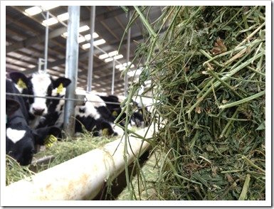 Heifers eating Alfalfa Hay