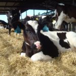 Meet a Baby Calf named Chocolate