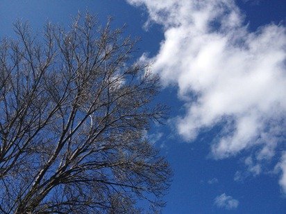 Spring picture of a Blue Sky